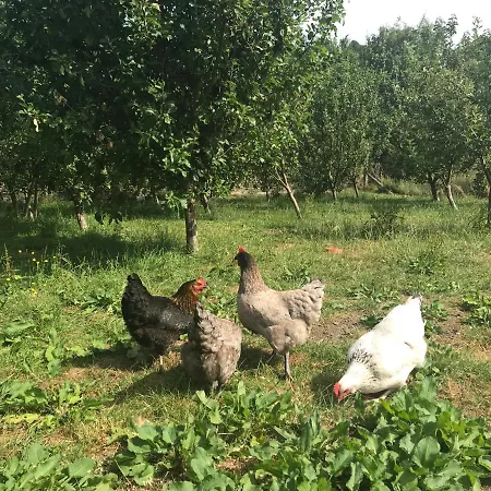 Bank View Farm *